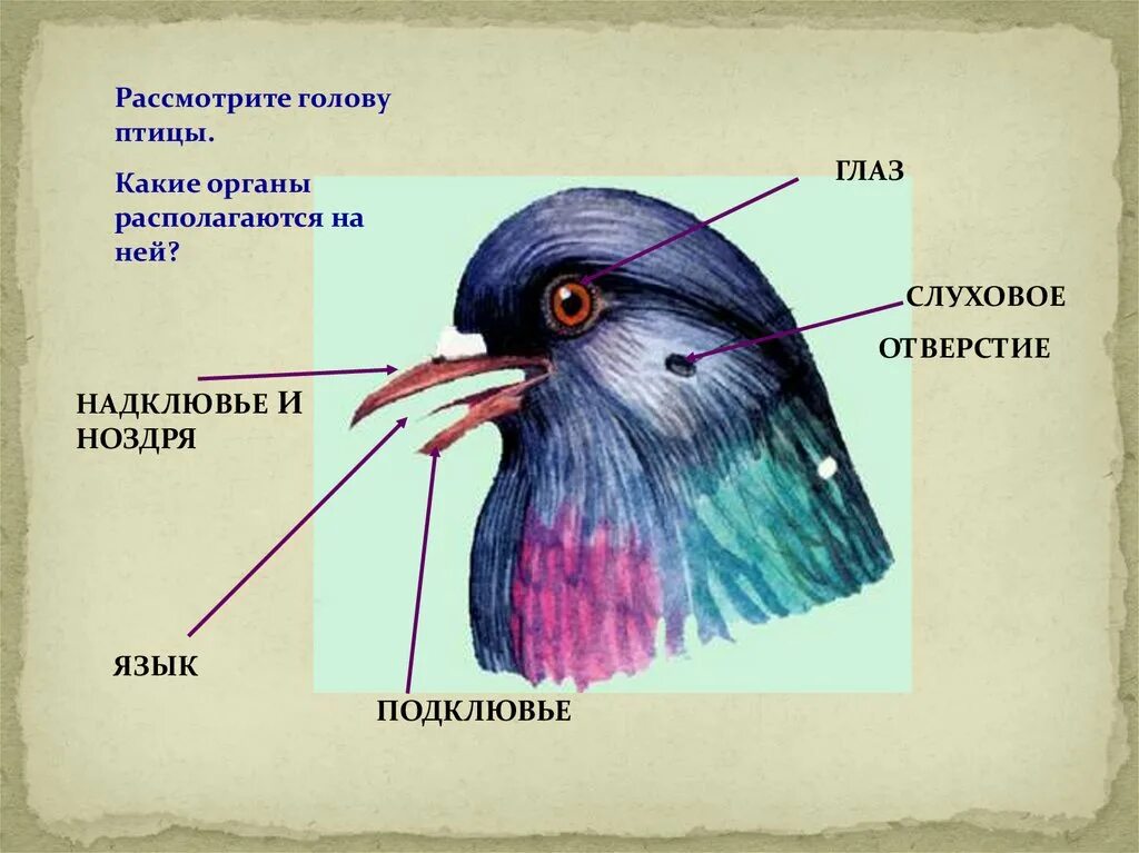 Строение птицы. Внешнее строение птиц. Анатомия птиц. Схема внешнего строения птицы.