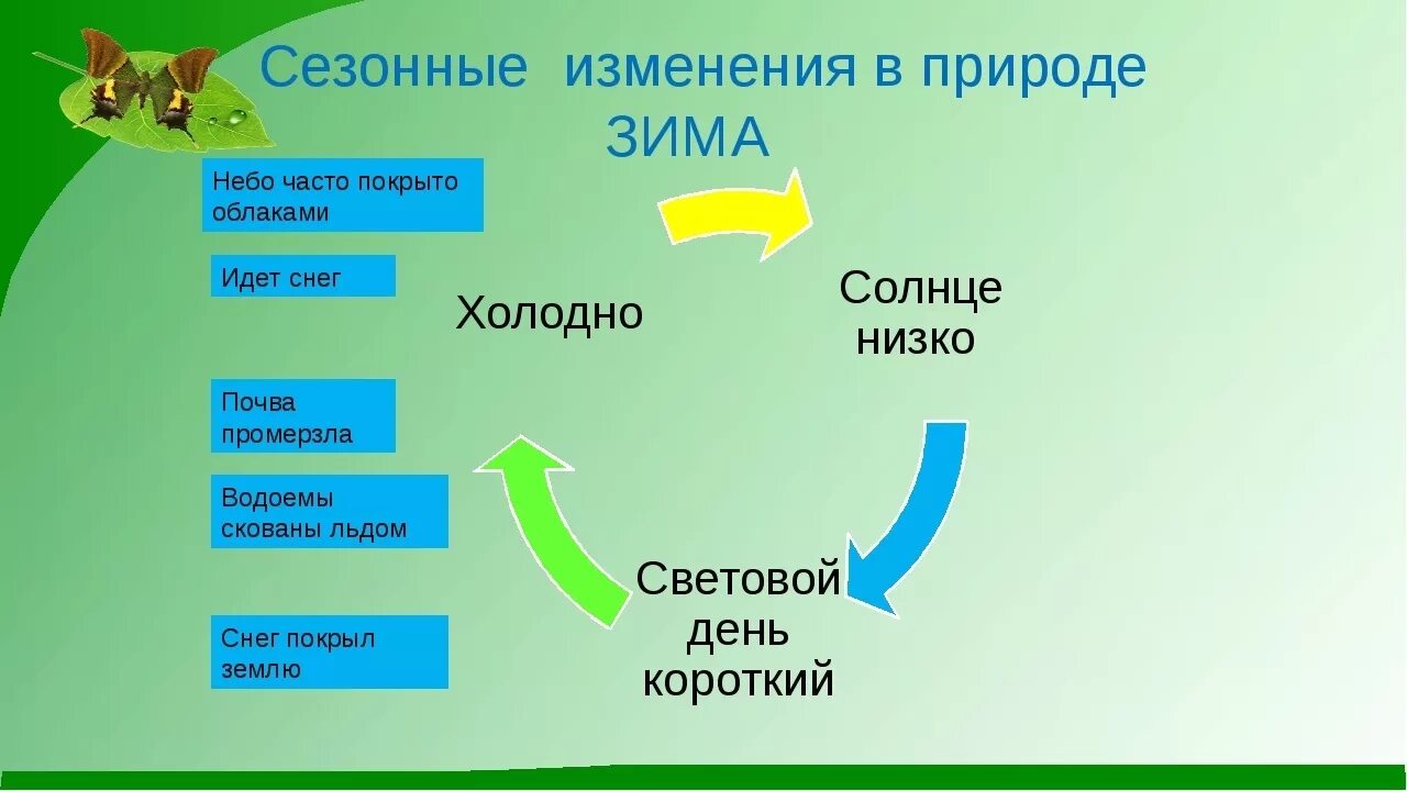 Сезонные изменения в природе. Сезонные изменения в природе зимой. Сезонные изменения растений в природе. Сезонные изменения в жизни растений. Зима изменения в жизни растений биология