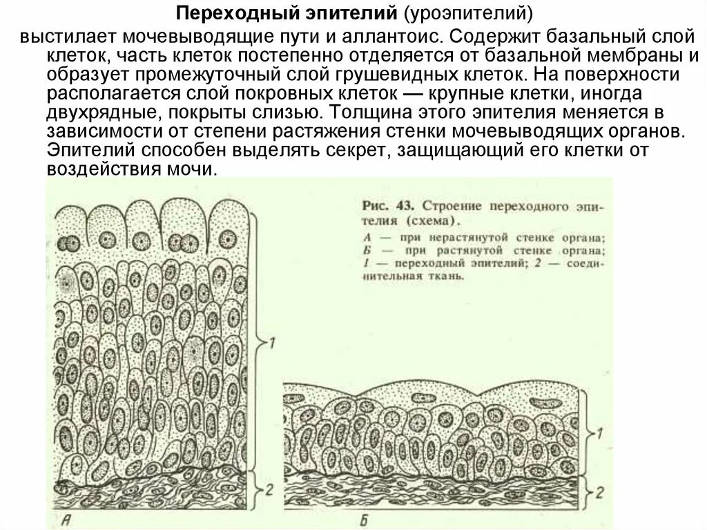 Слои переходного эпителия