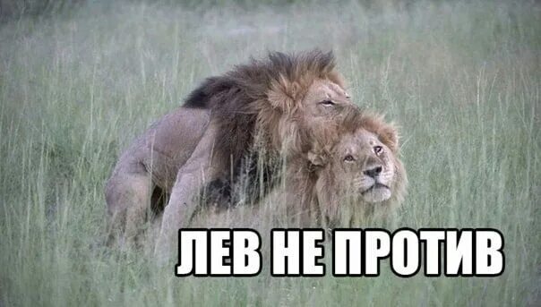 Движение лев против. Лев против мем. белый медведь против льва. лев не против мем.