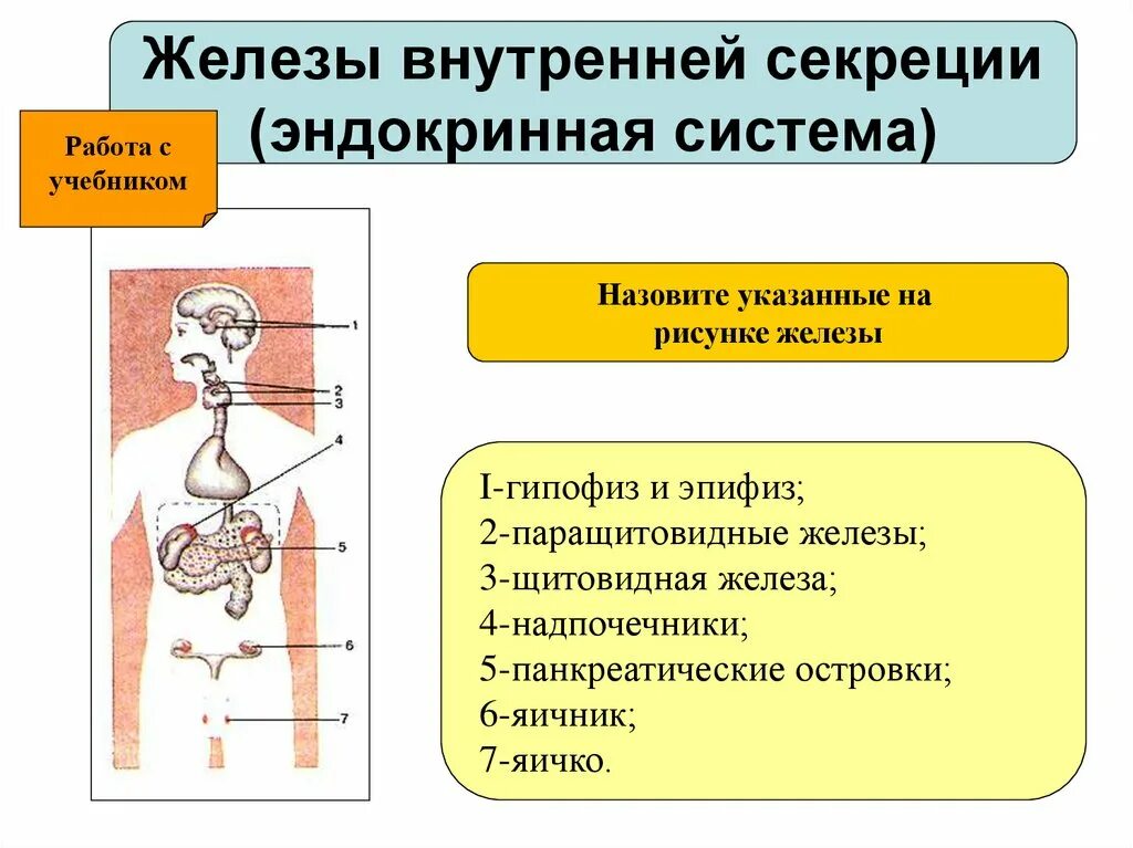 Какие железы выделяют свои секреты в кровь. Функции эндокринная система железы внутренней секреции. Эндокринная система внешней секреции и внутренней. Эндокринная система желез внутренней секреции. Эндокринная система человека железы внешней секреции.