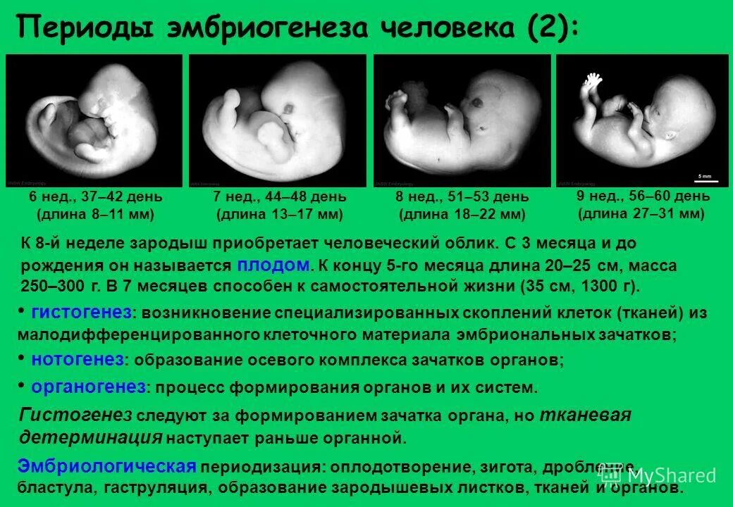 Значение эмбрионального этапа. Периодизациямбриогенеза. Периоды эмбриогенеза человека. Эмбриогенез человека. Этапы эмбрионального развития.