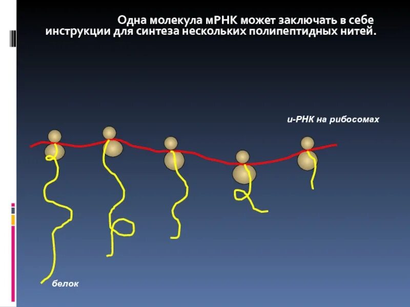 Нить рнк. Матричная РНК строение. МРНК. Строение МРНК.