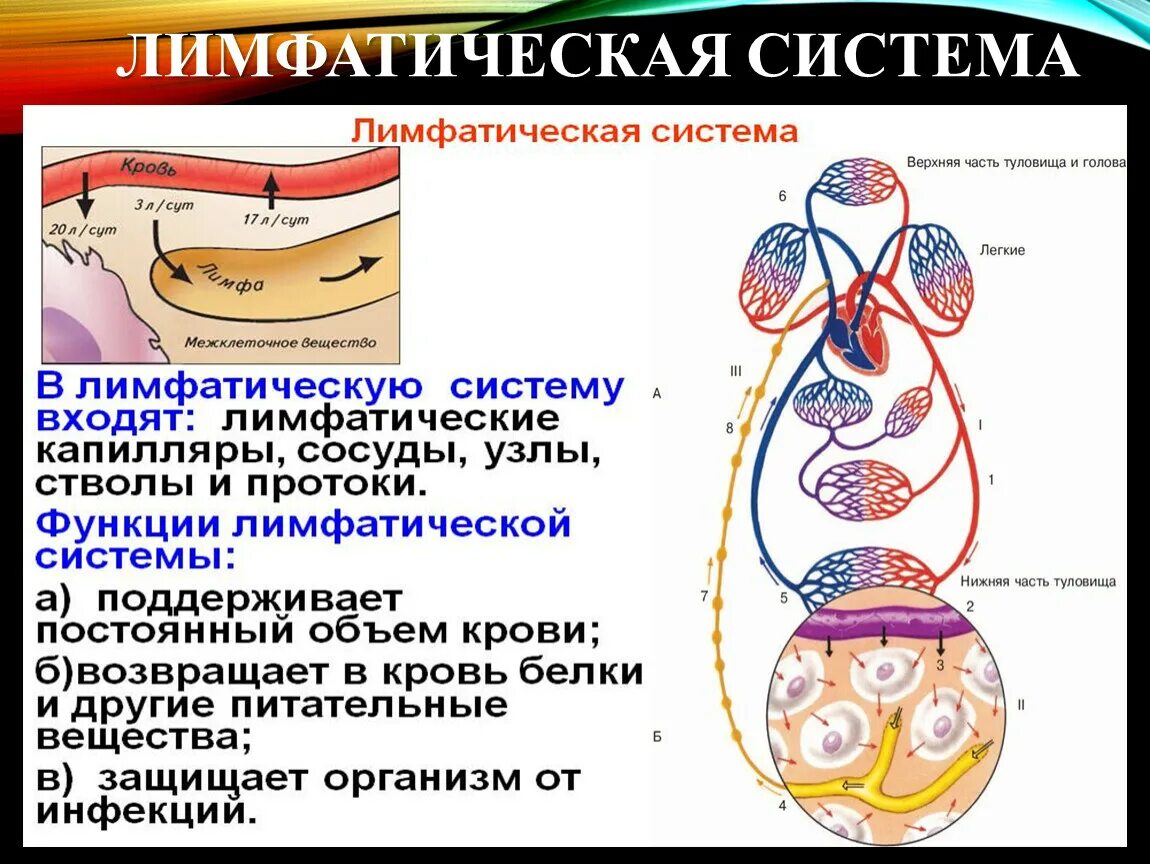 Транспорт продуктов распада к органам выделения. Лимфатическая система.особенности строения и функции 8 класс. Схема строения лимфатической системы. Кровеносная и лимфатическая система человека. Циркуляция крови тканевой жидкости и лимфы.