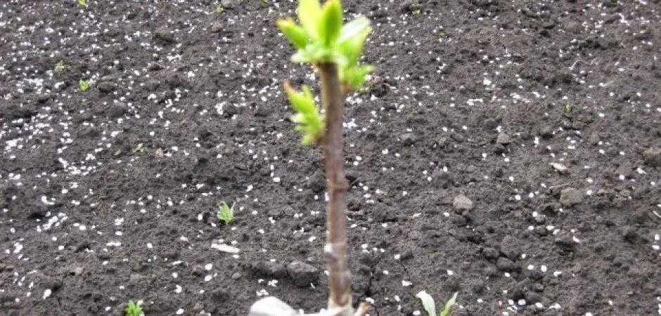 Сеянцы яблони из семян. Росток яблони из семечка. Росток черешни из косточки. Росток яблони взошедший. Росток абрикоса.
