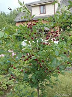 Плодовый кустарник на участке