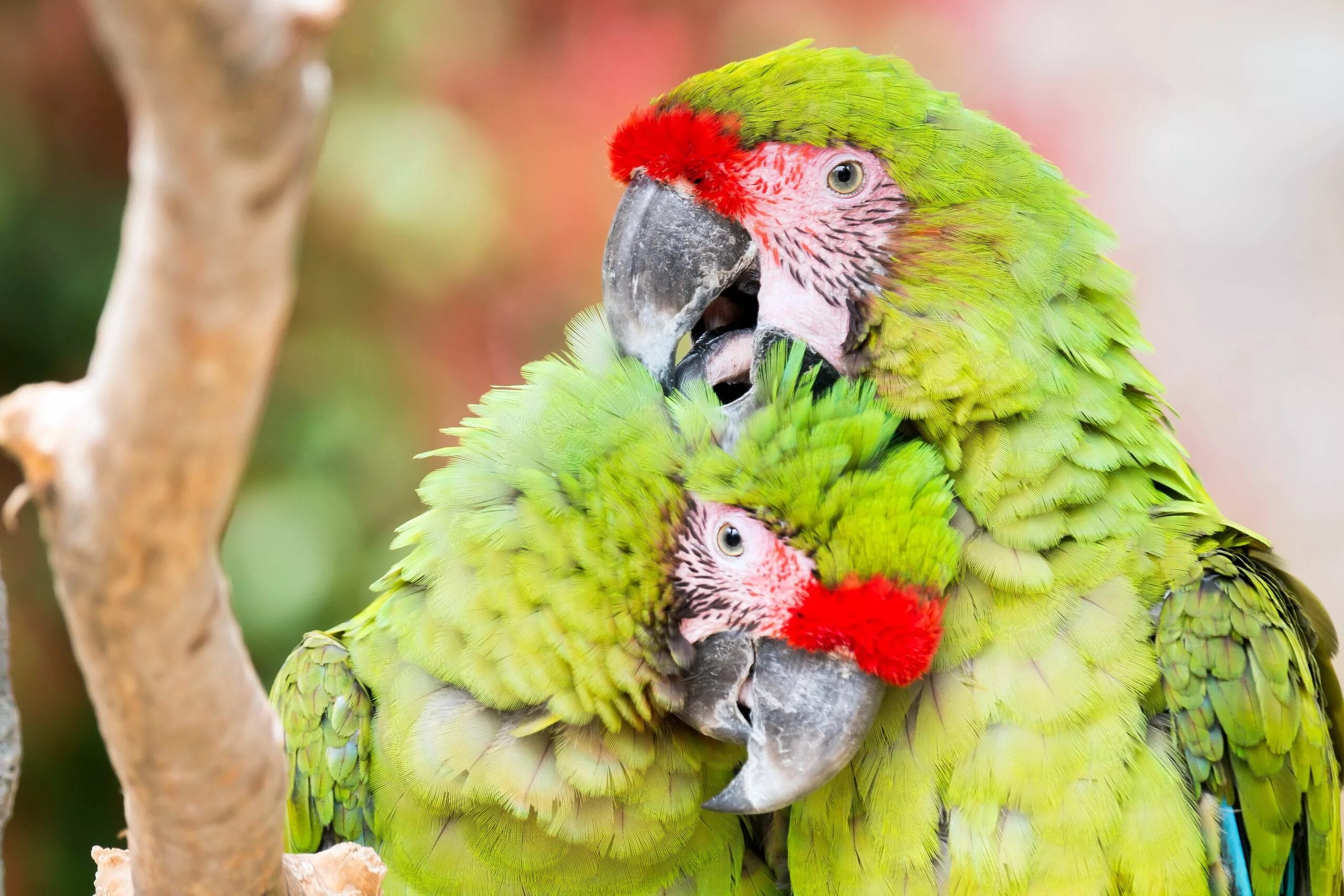 I ve parrot. Попугаи. Красивые попугаи. Попугаи долгожители. Красивые домашние попугаи.