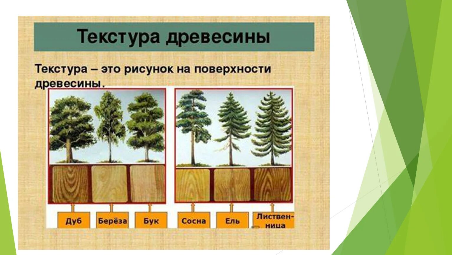 Породы деревьев названия. Образцы древесины. Лиственные породы древесины. Хвойные и лиственные породы деревьев. Хвойные и лиственные породы деревьев для пиломатериалов.