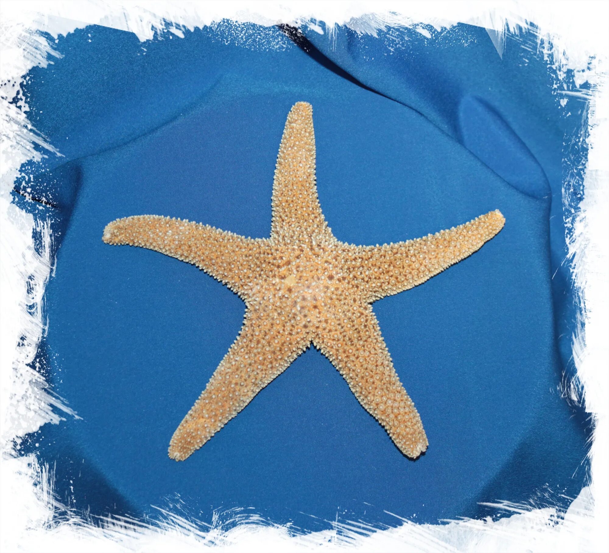 Морская звезда купить. Морская звезда. Костюм морской звезды. Большие морские звезды. Морская звезда картинка.