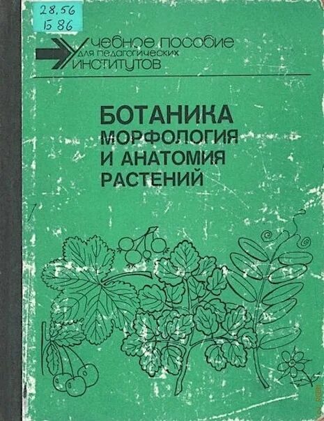 Ботаника вузы. Ботаника анатомия и морфология растений. Васильев ботаника морфология и анатомия растений. "Ботаника морфология и анатомия растений" "т и Серебрякова". Анатомия и морфология растений учебник.