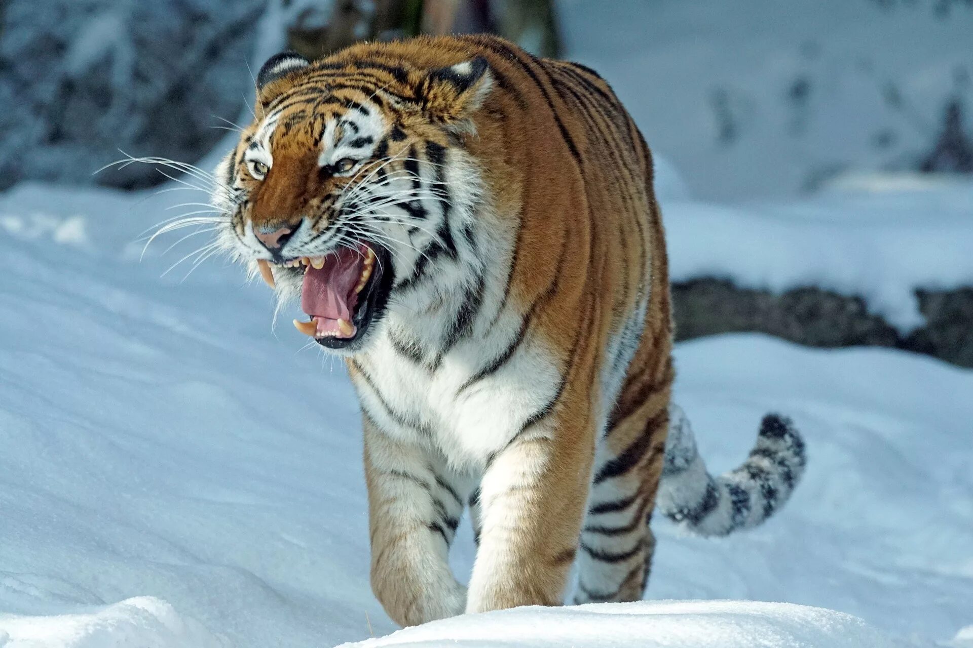 Сибирский тигр (Panthera Tigris altaica). Амурский (Уссурийский) тигр. Уссурийская Тайга Амурский тигр. Лазовский заповедник Амурский тигр.