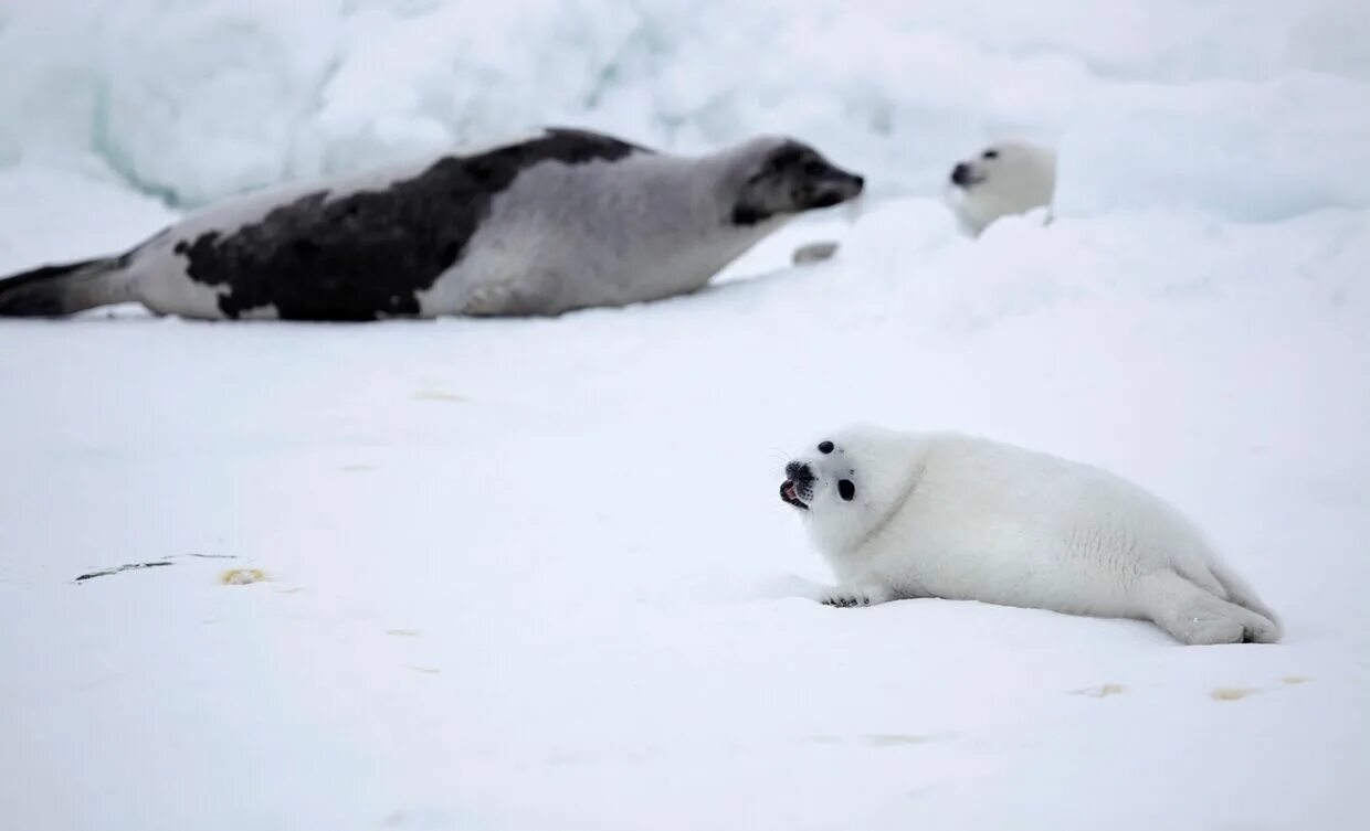 Гренландский тюлень. Белёк. Тюлень на льду.