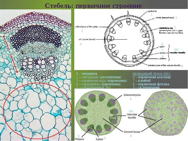 Анатомическое строение стебля травянистых растений. Первичное строение стебля однодольных растений. Первичное Анатомическое строение стебля однодольных. Первичная кора стебля однодольного растения. Анатомия стебля первичное строение.