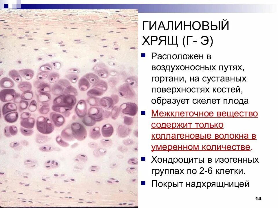 Межклеточное вещество находится. Гиалиновый хрящ соединительная ткань функции. Гиалиновый хрящ функции. Гиалиновая хрящевая ткань строение. Межклеточное вещество гиалиновогт зоящп.