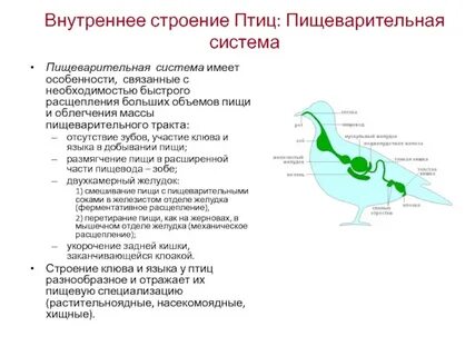 Система строения птиц