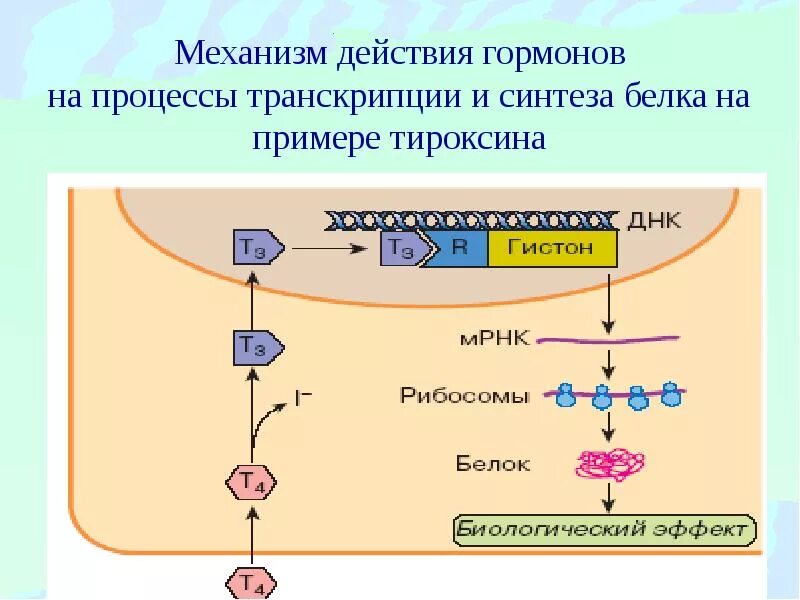 Эффект гормональных