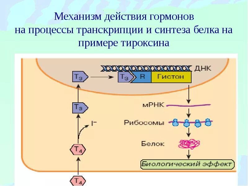 Гормоны стимулирующие синтез белка. Механизм действия гормонов биохимия. Механизм тиреоидных гормонов биохимия. Тироксин механизм действия гормона. Клеточные рецепторы для гормонов биохимия.