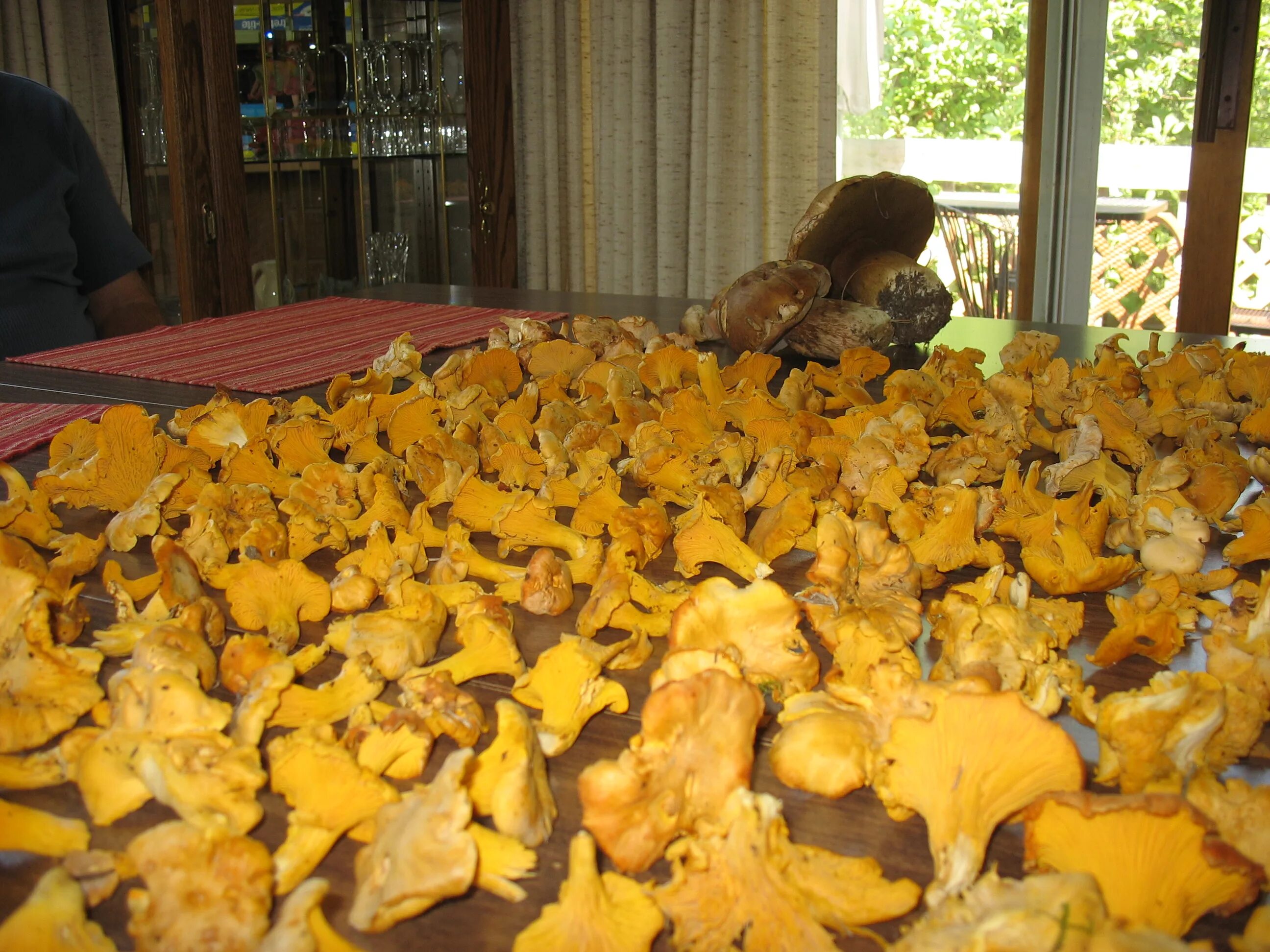 грибная ферма лисички. выращивание лисичек. лже лисичка. выращивание грибов лисичек. выращивание лисичек.