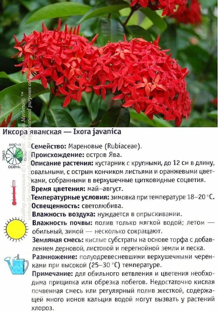 Иксора диагностические работы. Иксора комнатное растение. Иксора растение описание. Список красивоцветущих комнатных растений. Красивоцветущие комнатные цветы каталог.