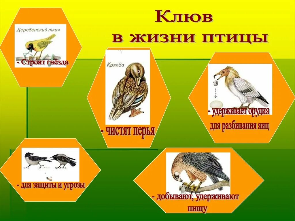 Клювы разных птиц. Клюв в жизни птицы. Клювы птиц по типу питания. Узнай птицу по клюву. Особенности питания птиц