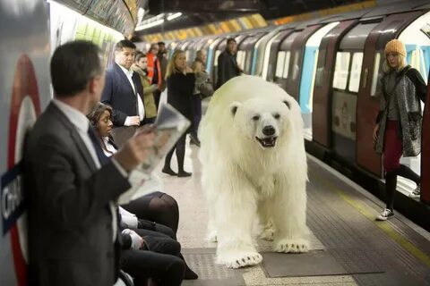 Bears travel