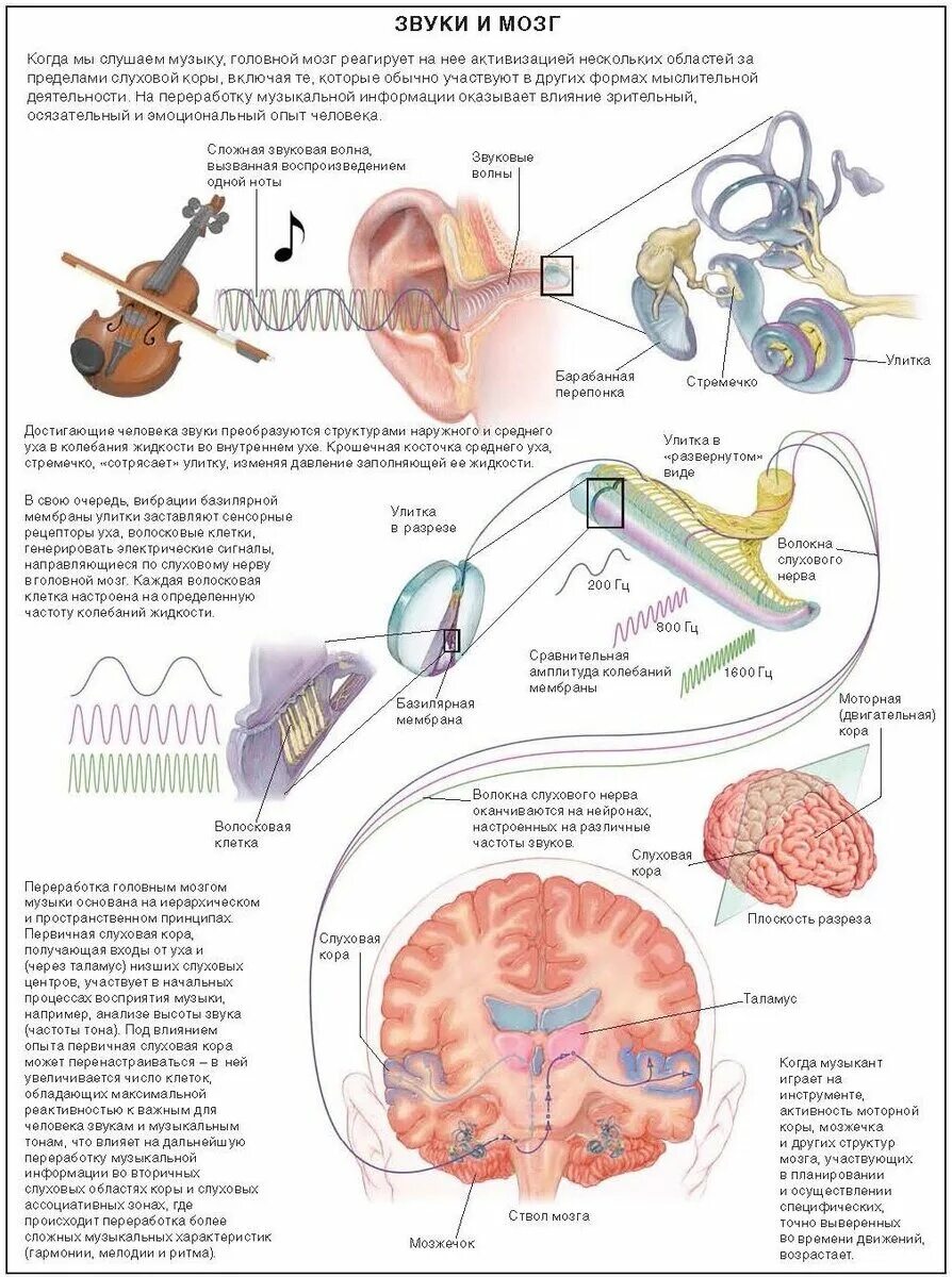 Brain sound. Влияние музыки на мозг человека. Влияние звука на мозг человека. Схема воздействия музыки на человека. Влияние музыки на человека схема.