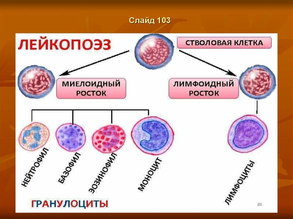 Обеспечивает кроветворение. Процесс кроветворения у человека. Система кроветворения. Миелоидный Росток кроветворения.