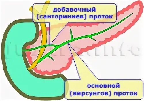 Вирсунгов проток это. Санториниев проток поджелудочной железы. Вирсунгов и санториниев проток. Санториниевому протоку. Добавочный санториниев проток.