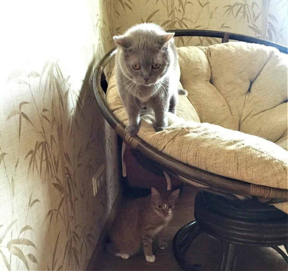 Какую кошку лучше завести в квартире. Какого кота лучше завести в квартире. какого котенка лучше завести. какого котенка лучше завести в квартире. кого завести в доме с кошками.