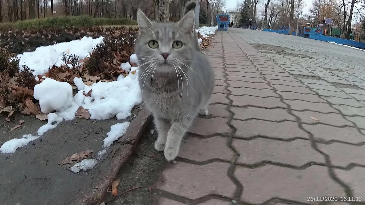 Коты луганск. Коты луганск. Коты луганск. Кот из луганска. Коты луганска яндекс.