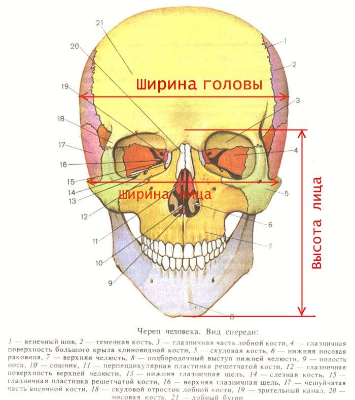 Строение черепа спереди и сбоку. Строение черепа человека спереди. Строение черепа человека вид спереди. Череп вид спереди и сбоку. В правом черепе