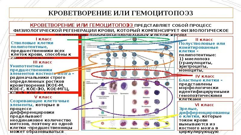 Угнетенное кроветворение. Угнетенное кроветворение