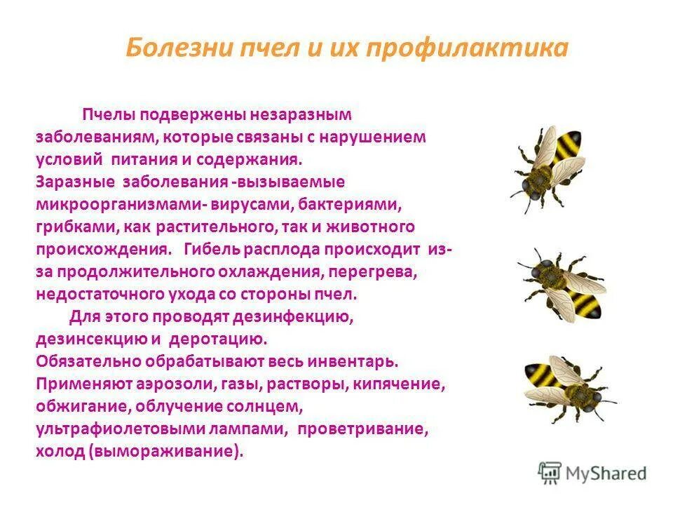 Как еще называют болезнь пчел. Заболевание пчел вызываемых простейшими. Профилактика болезней пчел. Классификация болезней пчел. Меры профилактики заразных заболеваний пчел.