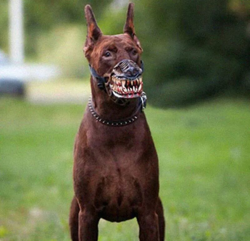 Доберман опасная собака. Злые собаки породы Доберман. Самая злая собака в мире. Свирепая собака