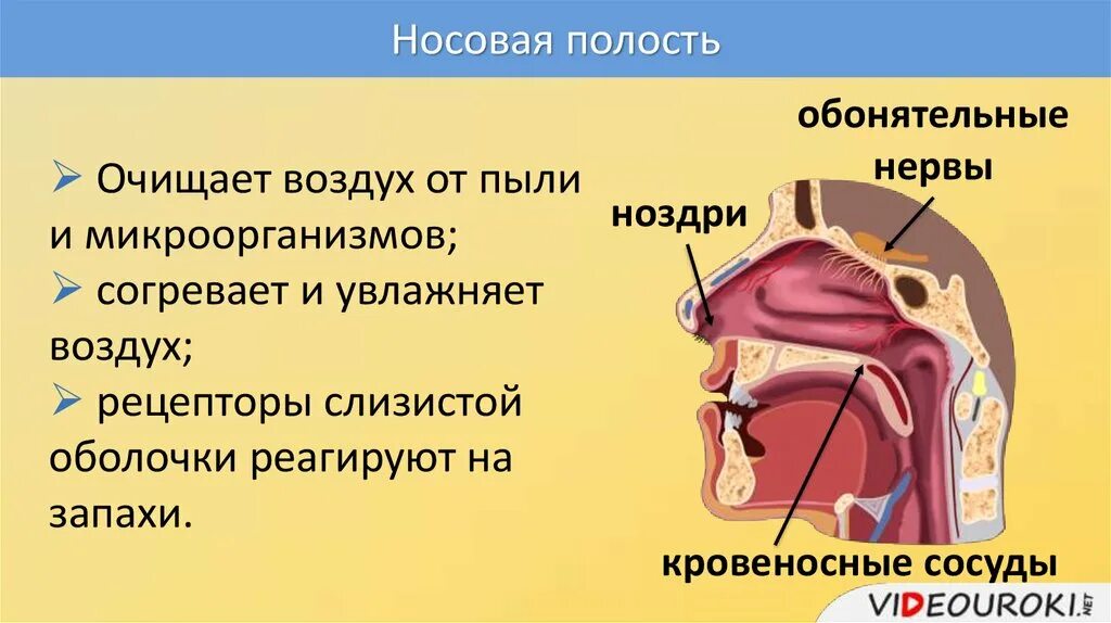 Строение носовой полости. Носовая полость дыхательная система. Носовая полость строение и функции. Строение полости носа человека. Полость носа особенности строения