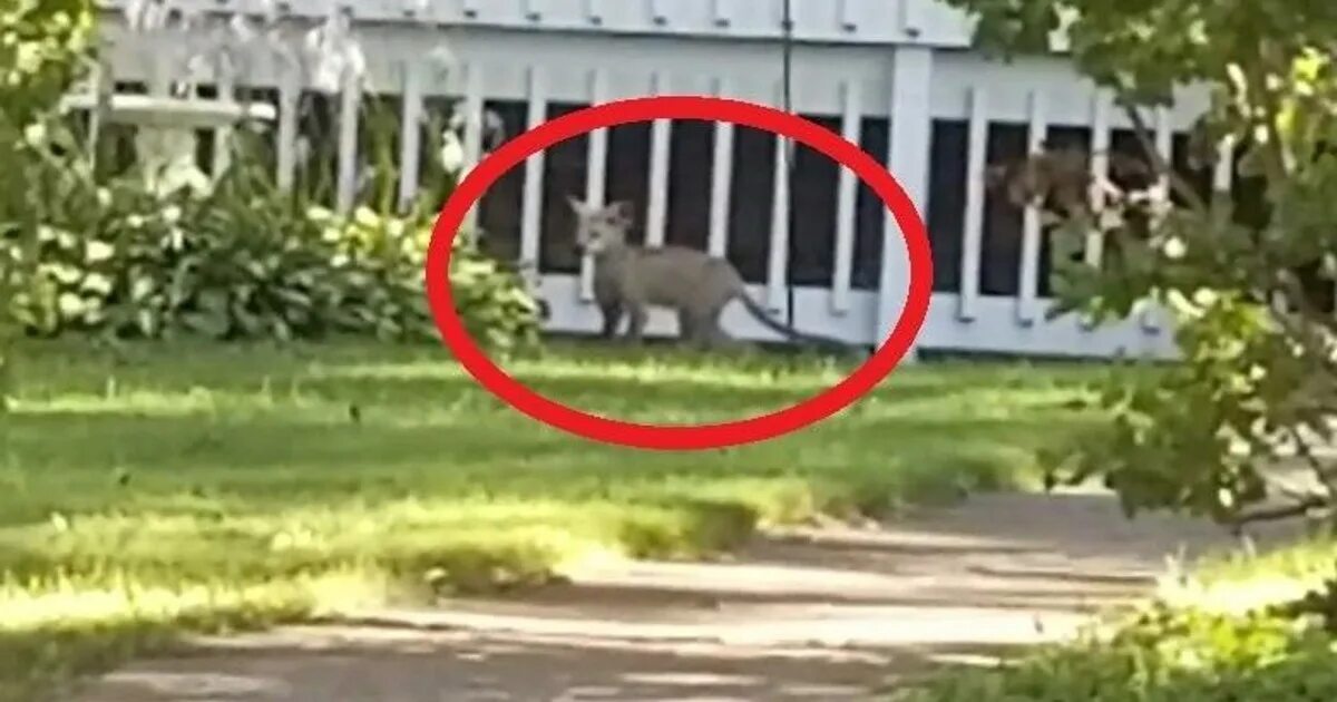 Больше похожего видео. Существа похожие на чупакабру. Собака похожая на чупакабру.