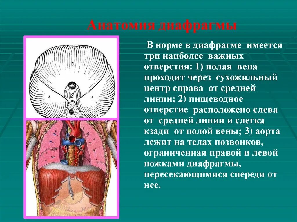 Выполняет функцию диафрагмы. Диафрагма анатомия. Строение диафрагмы человека. Диафрагма анатомия человека. Диафрагма топографическая анатомия.