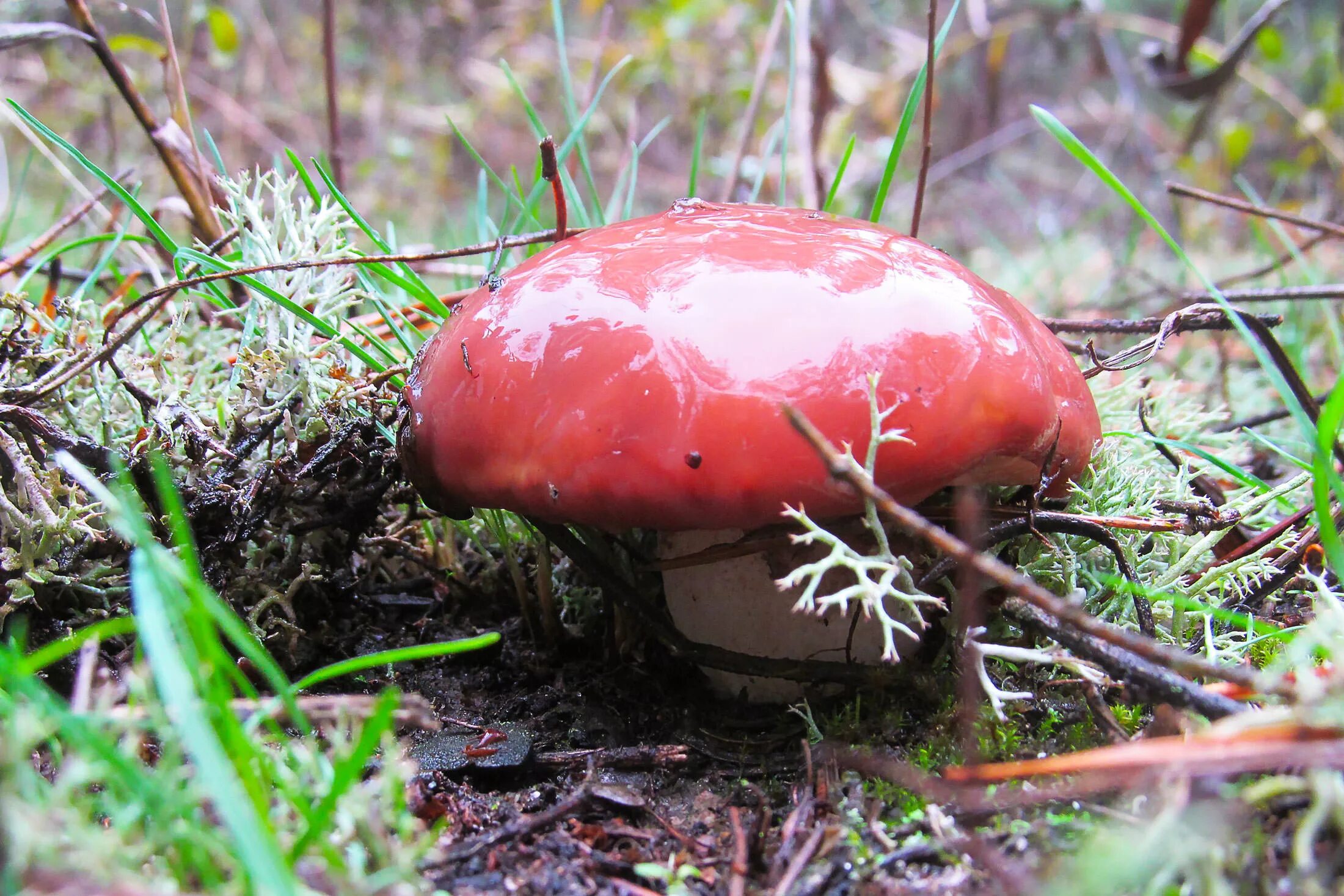 Красный масленок гриб