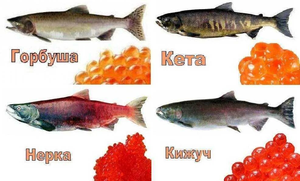 Чавыча или семга что вкуснее. Горбуша кета кижуч отличия. кижуч,кета,форель,семга, отличие. икра отличия кижуч,форель,кета, нерка, горбуша. горбуша кижуч кета разница.