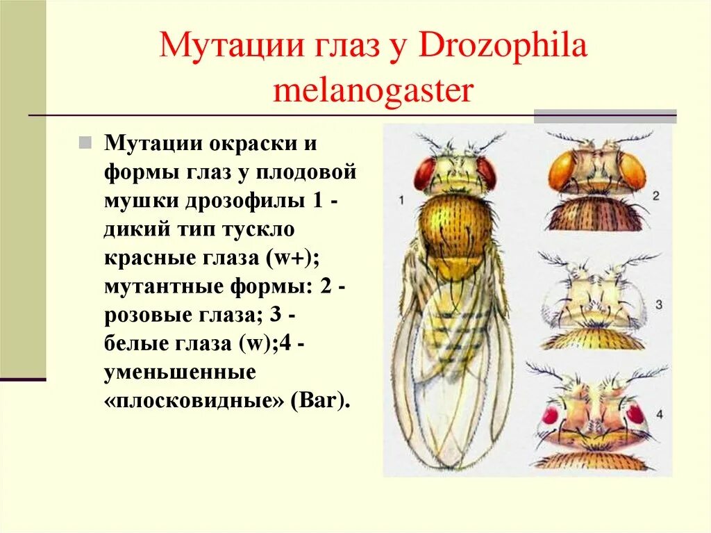 Мутации дикого типа