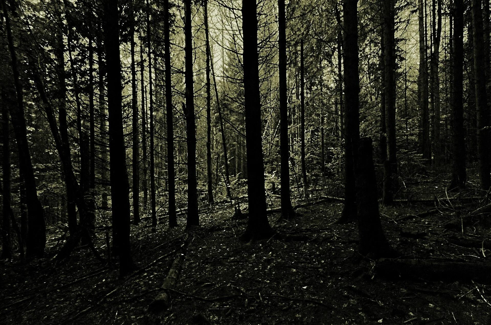 Самый черный лес. «Чёрного леса»Шварцвальда. Темный лес Геншин. Мрачный лес. Черный лес.