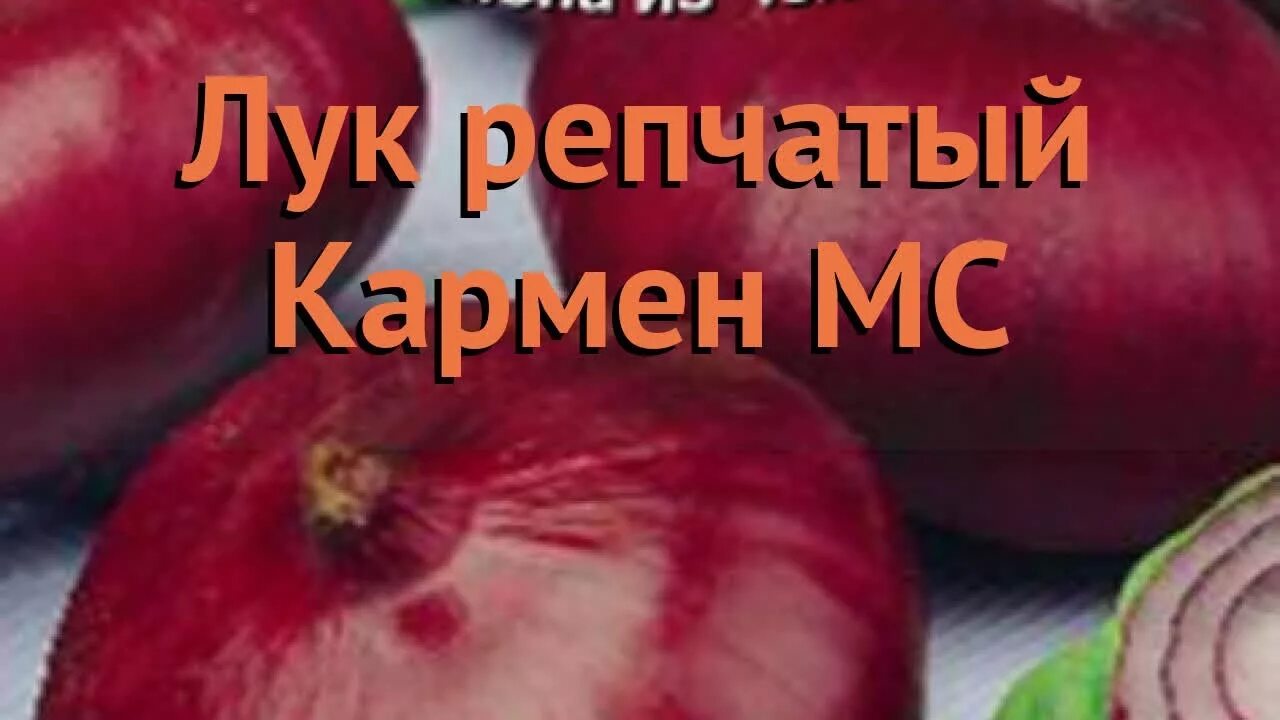 Лук кармен в зиму. Красный лук сорта кармен. лук репчатый кармен. лук кармен мс. лук кармен мс семена.
