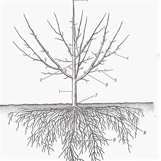 Сирень корневая. Корень саженца абрикоса. Корневая шейка у абрикоса. Абрикос маньчжурский саженцы. Абрикос дерево корневая система.