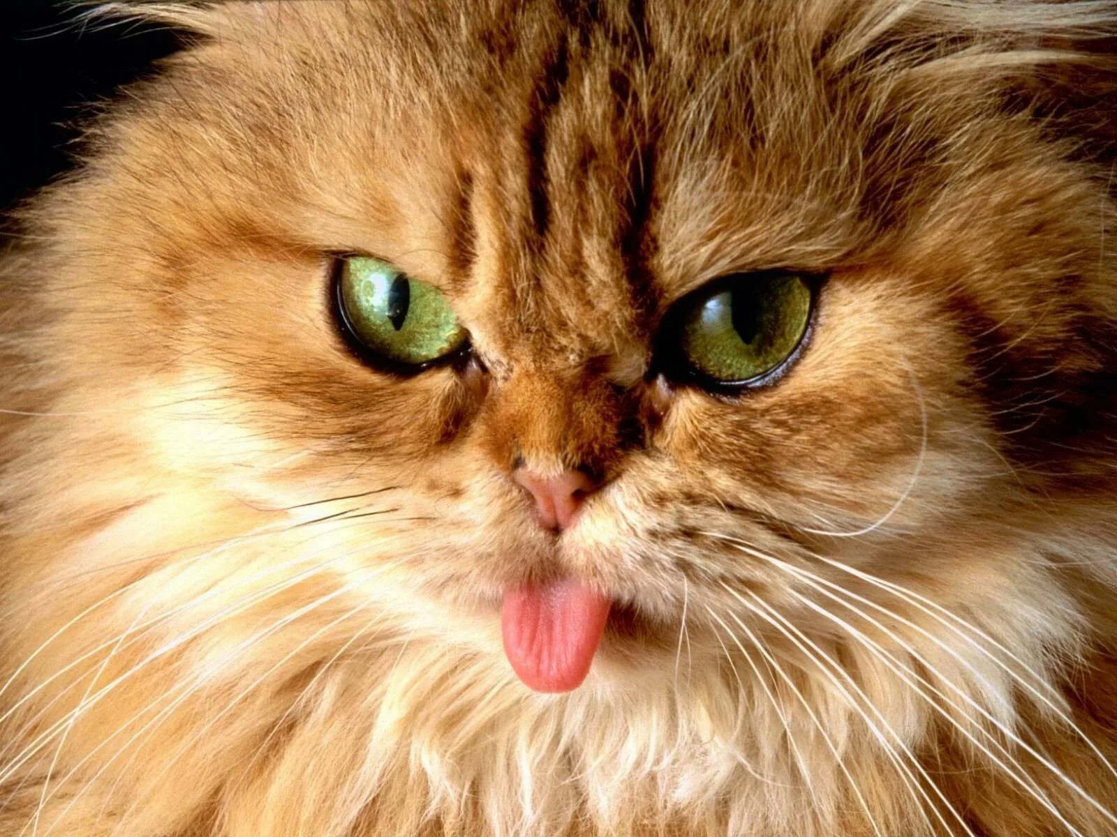 Что такое котик