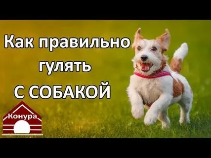 Как правильно гулять