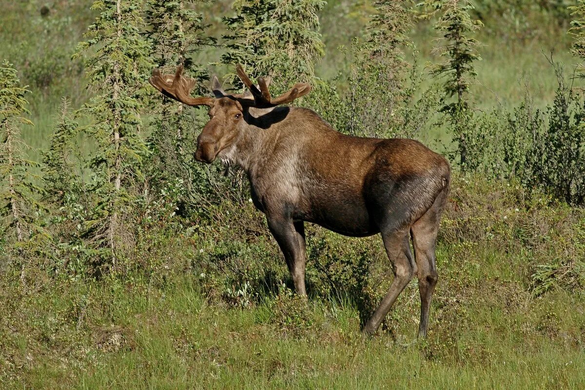 Лось 8 букв. Лось alces. Аляскинский Лось. Лось белопахий. Alces americanus.