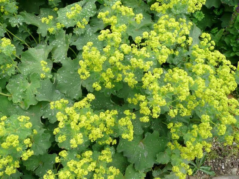Манжетка сорта. Манжетка робустика. манжетка alchemilla mollis robustica. манжетка красночерешковая. манжетка мятная.