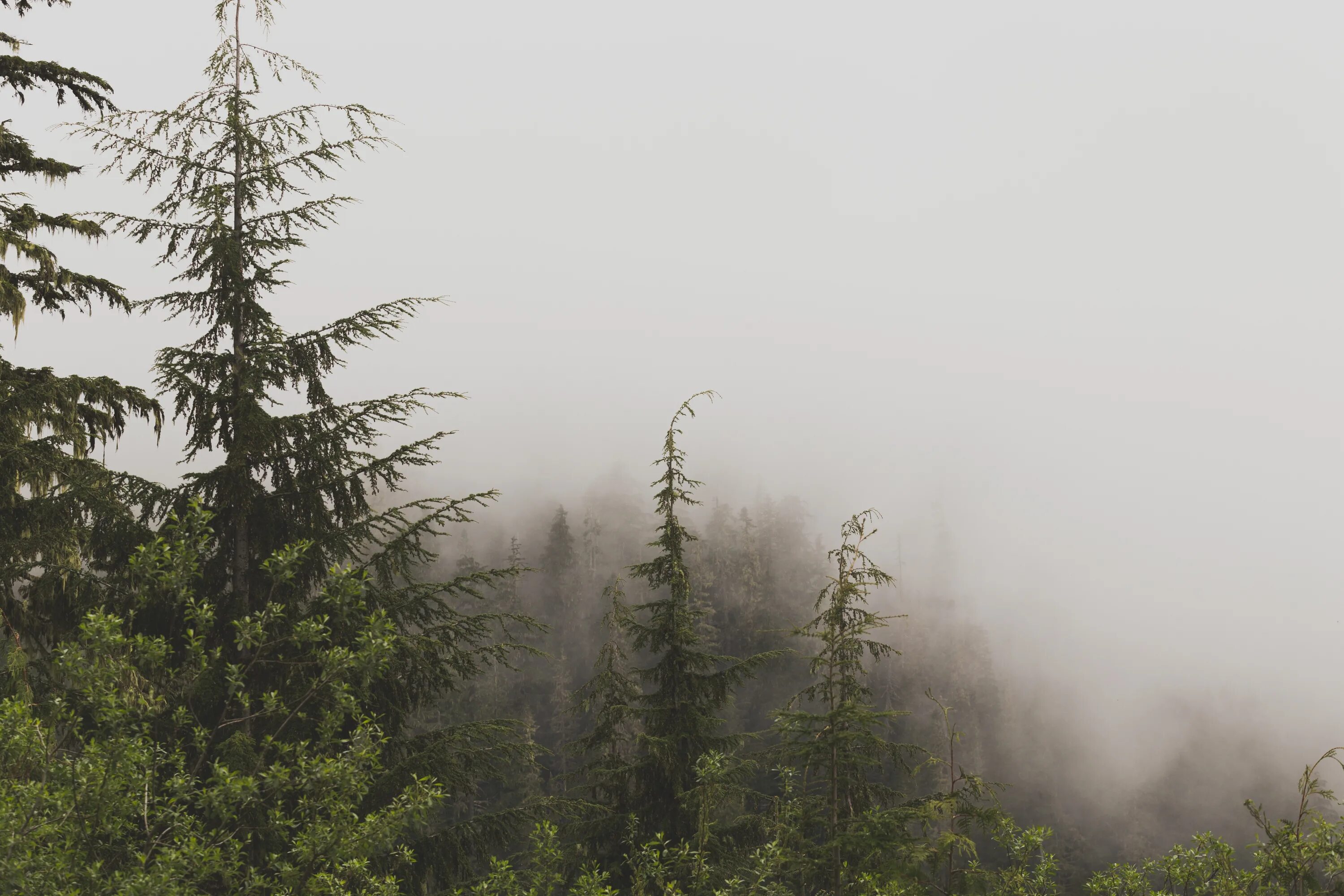 Погодные ели. Туманный лес Таганай. Хвойный лес в тумане. Туманный еловый лес. Туманный Сосновый лес.
