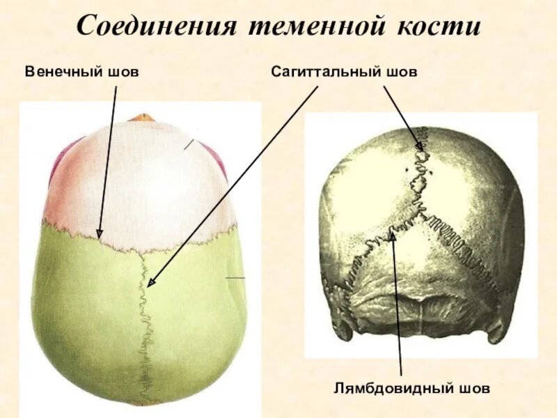 Отдел свода черепа изображение которого сформировано лучами. Соединения костей черепа анатомия швы. кости черепа человека анатомия теменная кость. швы черепа анатомия теменная кость. венечный шов черепа анатомия.