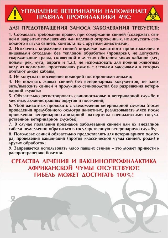 Ветеринарные правила. Памятка по африканской чуме свиней. Памятка по африканской чуме для населения. Африканская чума свиней памятка.